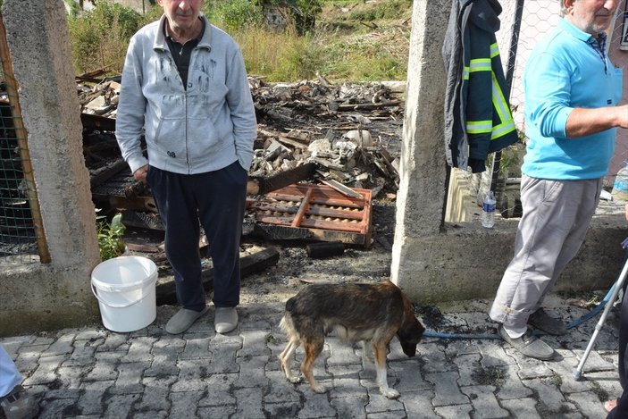 Kastamonu'da yangında yavrularını kaybeden köpek, enkazı terk etmedi