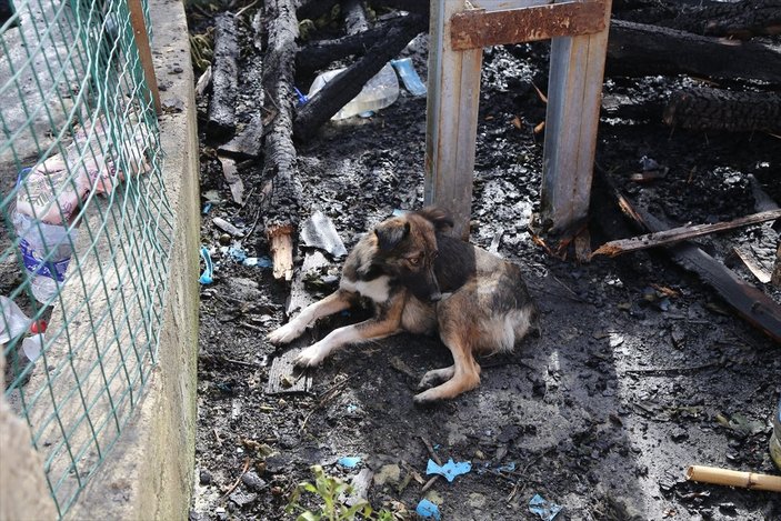 Kastamonu'da yangında yavrularını kaybeden köpek, enkazı terk etmedi