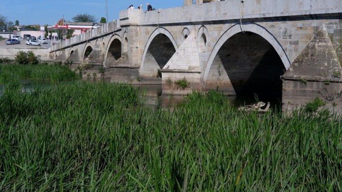 Edirne'deki Tunca Nehri'nde ot ve sazlık öbekleri oluştu