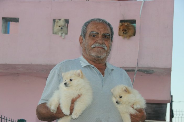 Diyarbakır Lice’de milyonluk ‘Pomeranian’ çiftliği kurdu