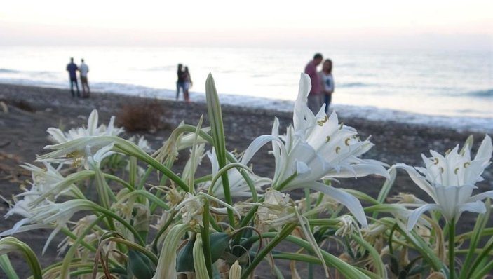 Mersin'de açmaya başlayan kum zambakları görsel şölen sunuyor