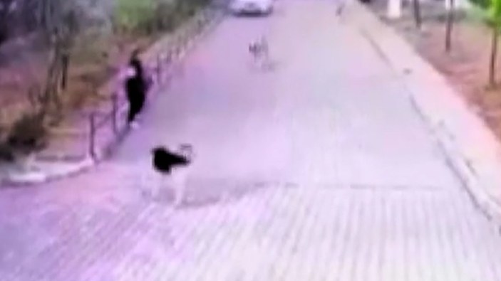 Ankara'da bir kişiye 8 köpek saldırdığı anlar kamerada
