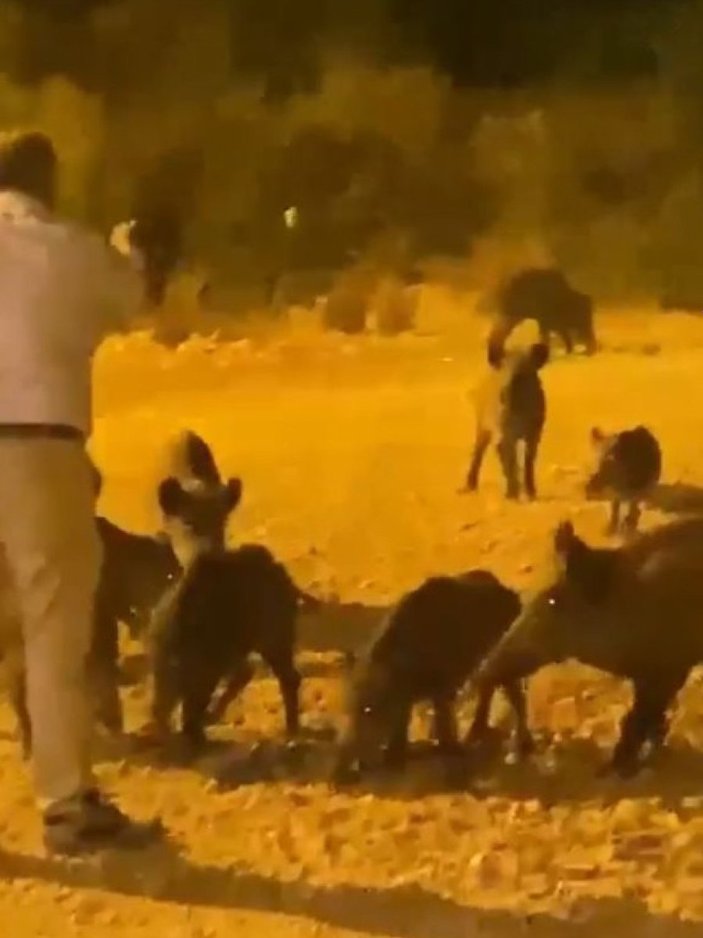 Antalya'da yaban domuzunu elleriyle besledi