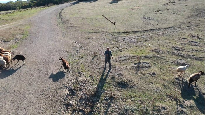 Tokat'ta drone sesinin sürüyü dağıtmasına sinirlenen çoban nacak fırlattı