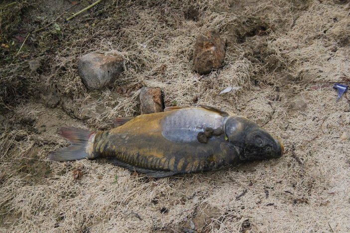 Bolu’da, içme suyu barajındaki balık ölümleri korkuttu