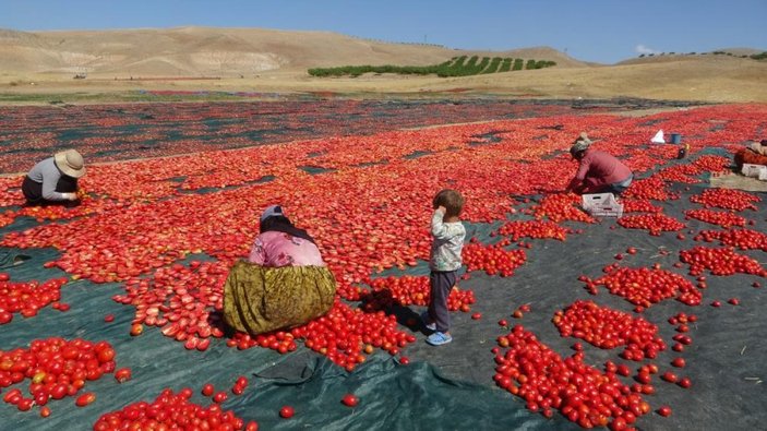 Malatya'nın kuru domatesleri Avrupa ve Orta Doğu ülkelerine gönderiliyor