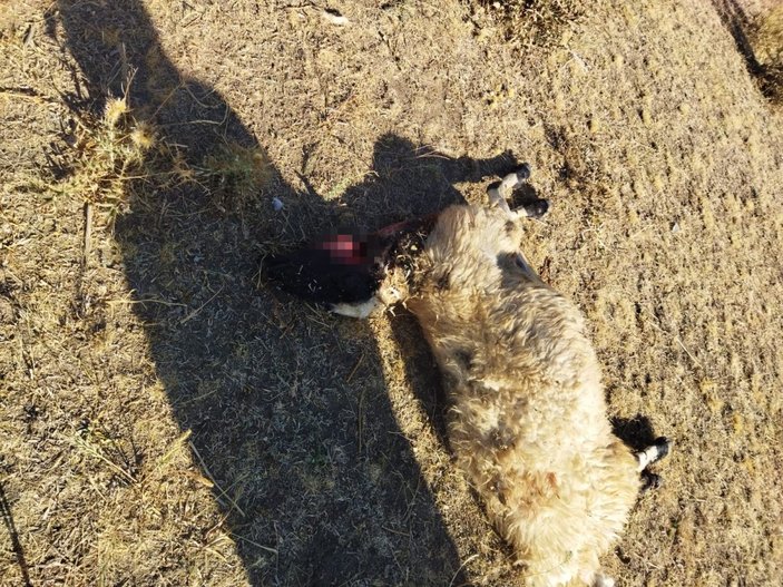 Van'da aç kalan kurtlar koyun sürüsüne saldırdı