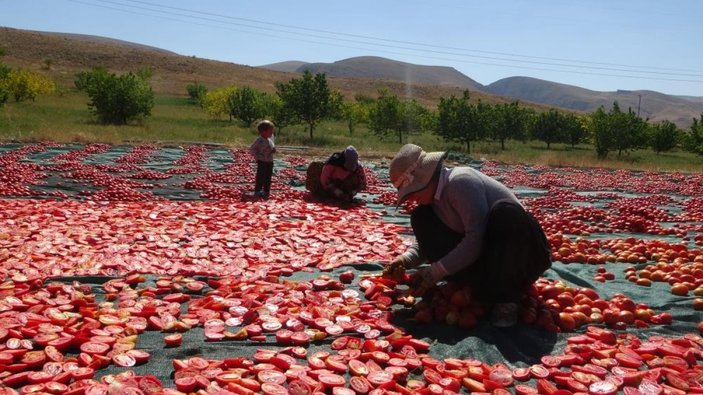Malatya'nın kuru domatesleri Avrupa ve Orta Doğu ülkelerine gönderiliyor
