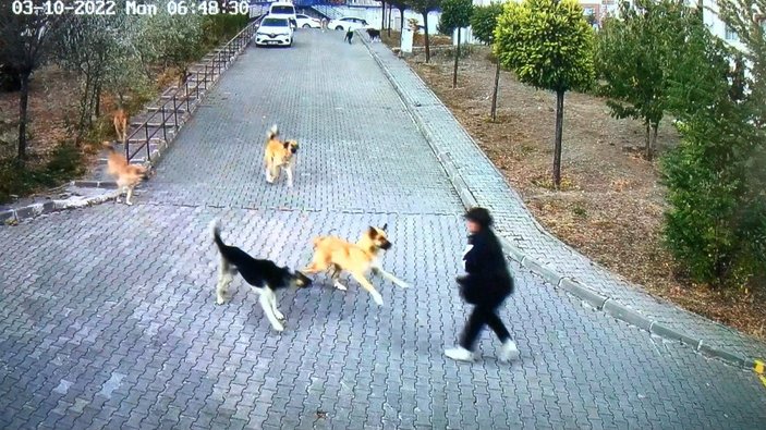 Ankara’da lise öğrencisi köpeklerden zor kurtuldu: O anı anlattı