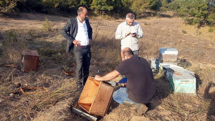 Bursa'da ayılar, arı çiftliğini talan etti