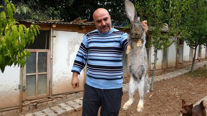 Tokat'ta dev tavşanlar görenleri hayrete düşürüyor