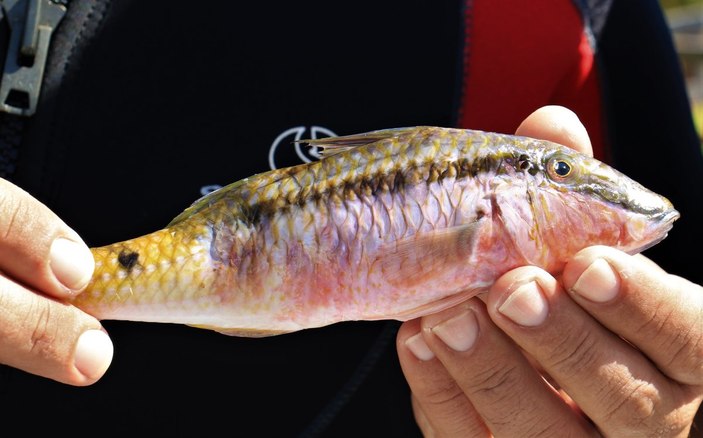 Mersin'de zehirli kedi balığı ilk defa görüldü