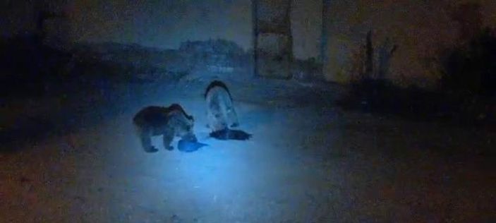 Tunceli'de 10 ayı şehir merkezine indi