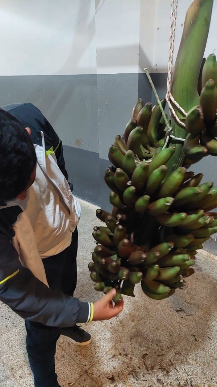 Kırmızı muzun Manavgat’ta ilk hasadı yapıldı