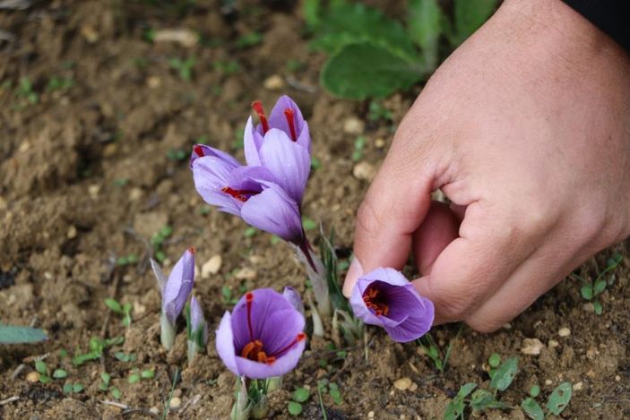 i Karabük’te safran hasadı başladı