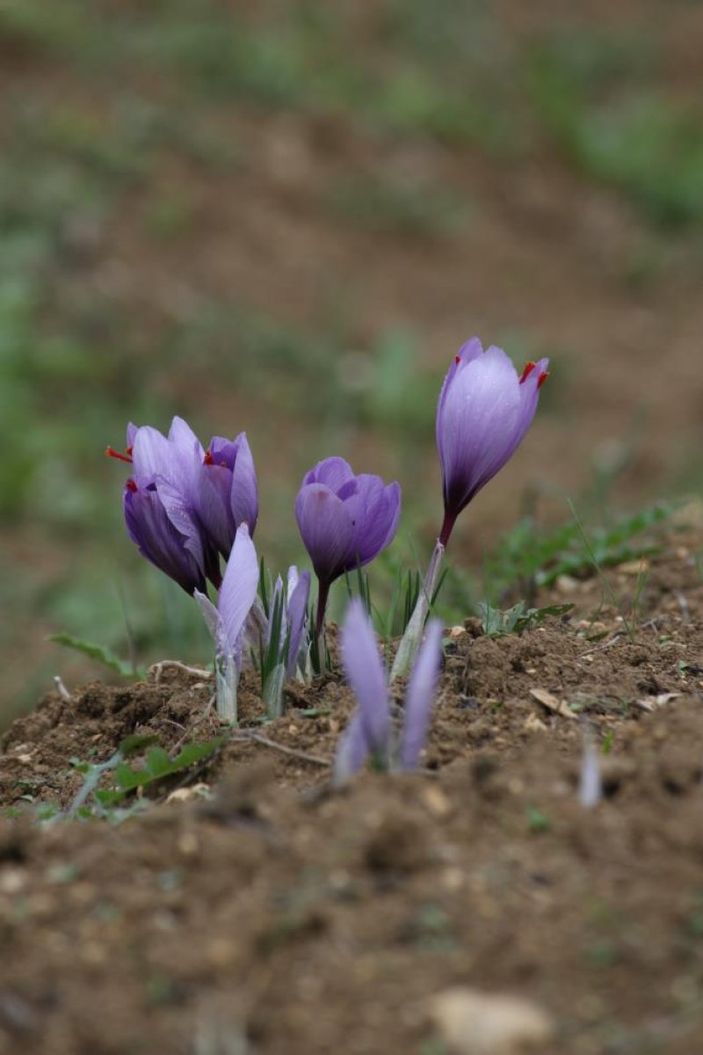 i Karabük’te safran hasadı başladı