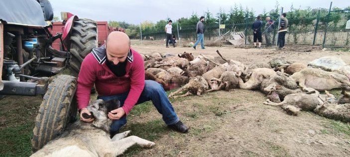 Bursa'da başıboş köpekler çiftlik hayvanlarına saldırdı