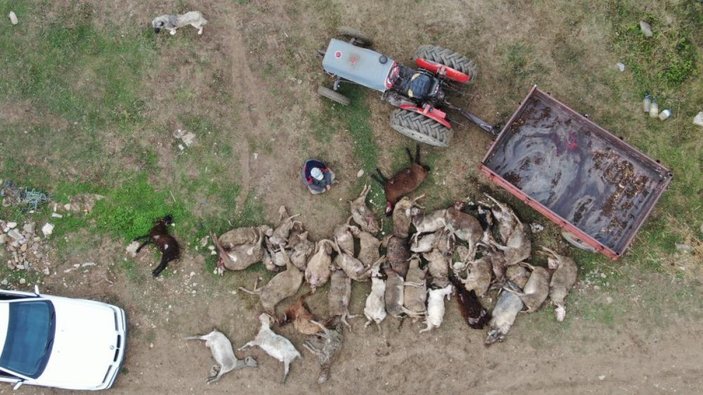 Bursa'da başıboş köpekler çiftlik hayvanlarına saldırdı