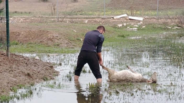 Bursa'da başıboş köpekler çiftlik hayvanlarına saldırdı