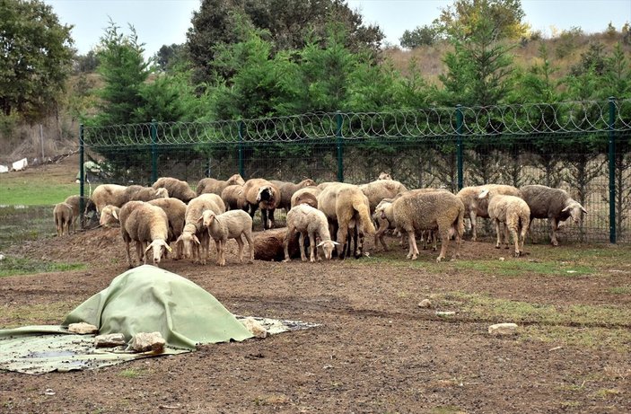 Bursa'da başıboş köpekler çiftlik hayvanlarına saldırdı