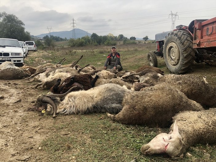 Bursa'da başıboş köpekler çiftlik hayvanlarına saldırdı