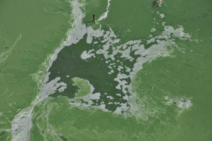 Kars Baraj Gölü yeşile büründü, etrafa pis kokular yayıldı