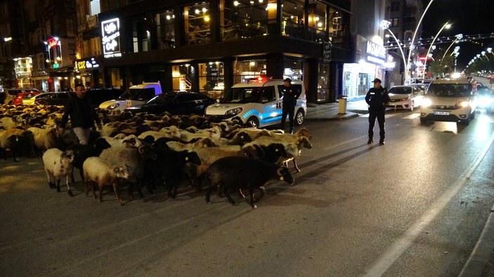 Tokat'ta şehir merkezinden geçen koyun sürüsü trafiği durdurdu