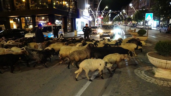 Tokat'ta şehir merkezinden geçen koyun sürüsü trafiği durdurdu