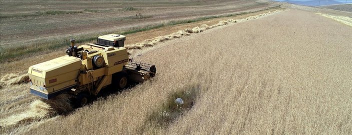 Kuraklığa, soğuğa ve hastalığa dayanıklı tritikale geliştirilecek