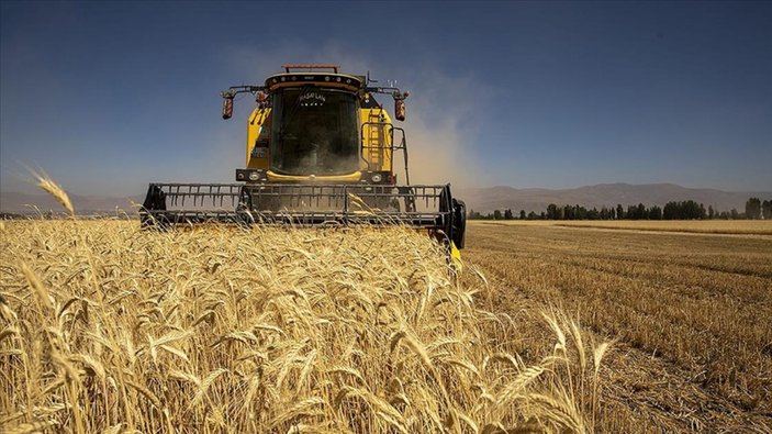 Kuraklığa, soğuğa ve hastalığa dayanıklı tritikale geliştirilecek