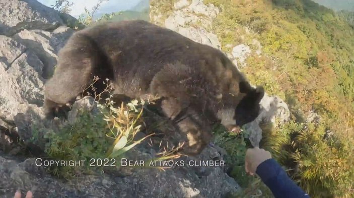 Japonya’da dağcı, karşılaştığı ayıyı tekme tokat dövdü