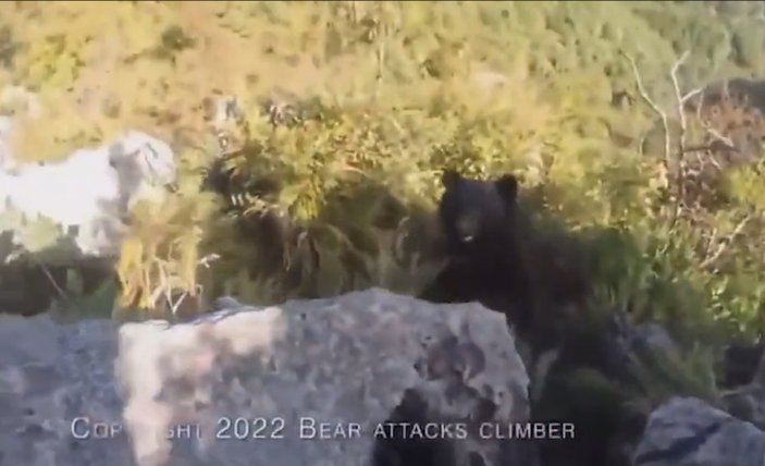 Japonya’da dağcı, karşılaştığı ayıyı tekme tokat dövdü