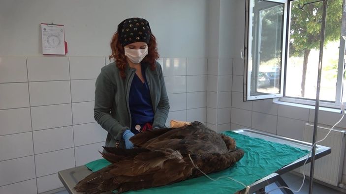 i Kırıkkale'de nesli tükenen kara akbaba, ampute edildi