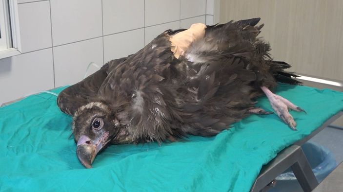 i Kırıkkale'de nesli tükenen kara akbaba, ampute edildi