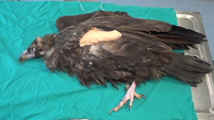 i Kırıkkale'de nesli tükenen kara akbaba, ampute edildi