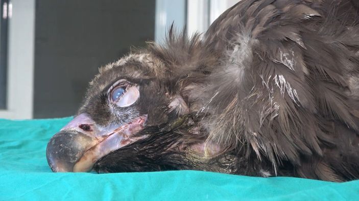 i Kırıkkale'de nesli tükenen kara akbaba, ampute edildi