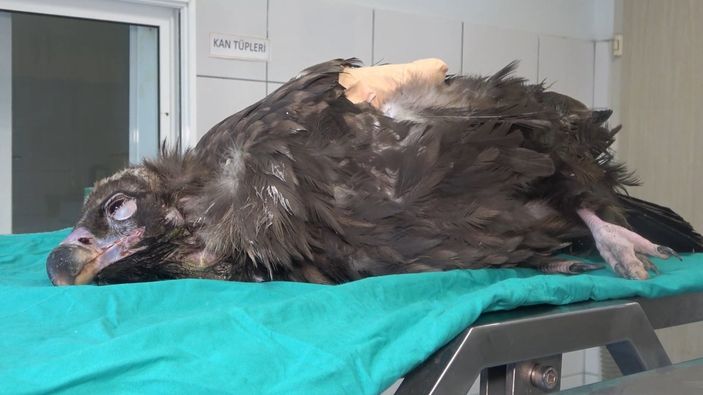 i Kırıkkale'de nesli tükenen kara akbaba, ampute edildi