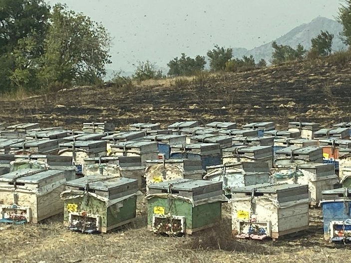Antalya'da, yangının ortasında kalan arı kovanları küle döndü