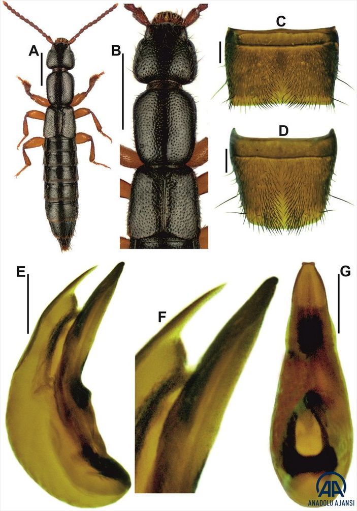 a Edirne'de, yeni bir böcek türü keşfedili