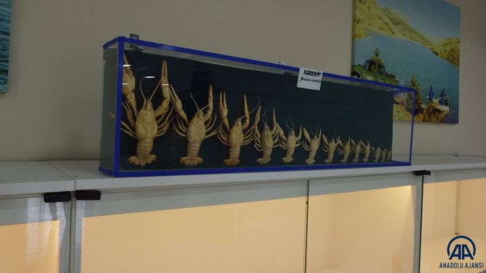 Eğirdir'deki balık müzesi yenilenen yüzüyle ziyaretçileri ağırlayacak