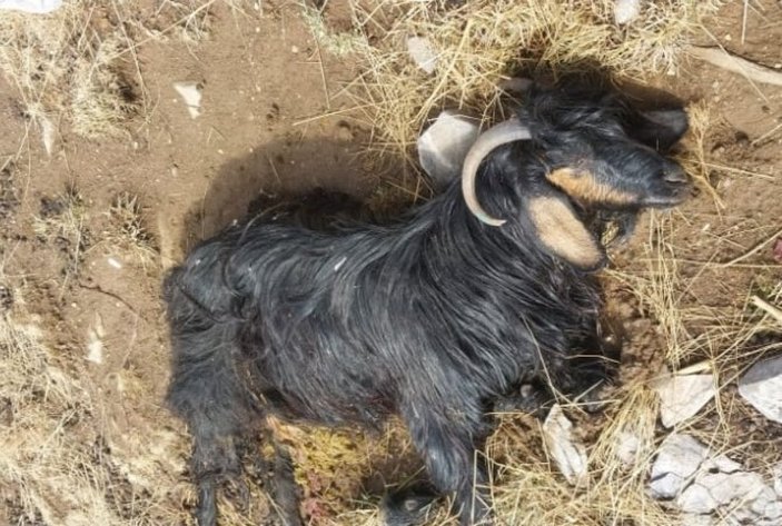 Bitlis'ta sürüye kurtların saldırısı sonucu 55 koyun telef oldu