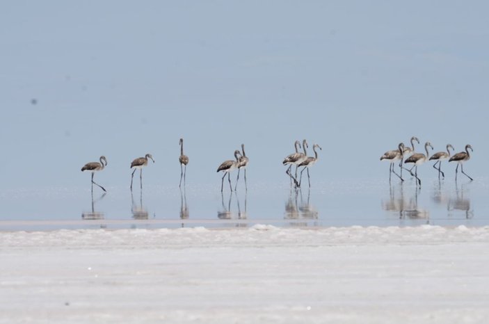 Tuz Gölü'nde flamingolar tehlikeden kurtuldu