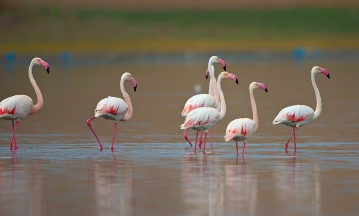 Tuz Gölü'nde flamingolar tehlikeden kurtuldu