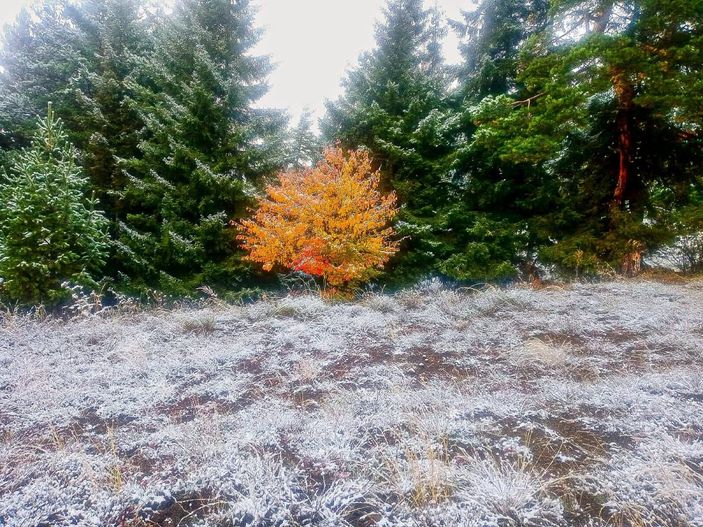 Artvin'in yaylaları beyaz gelinliğini giydi