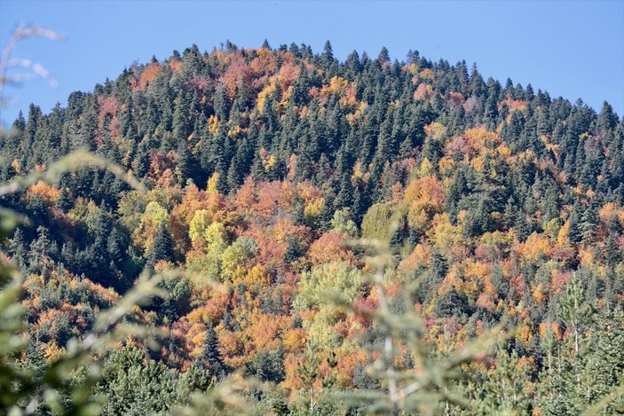 Bolu'nun ormanlarında renk cümbüşü yaşanıyor