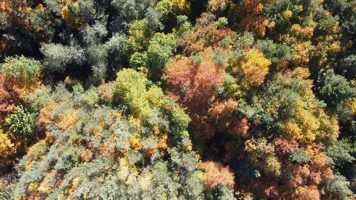 Bolu'nun ormanlarında renk cümbüşü yaşanıyor