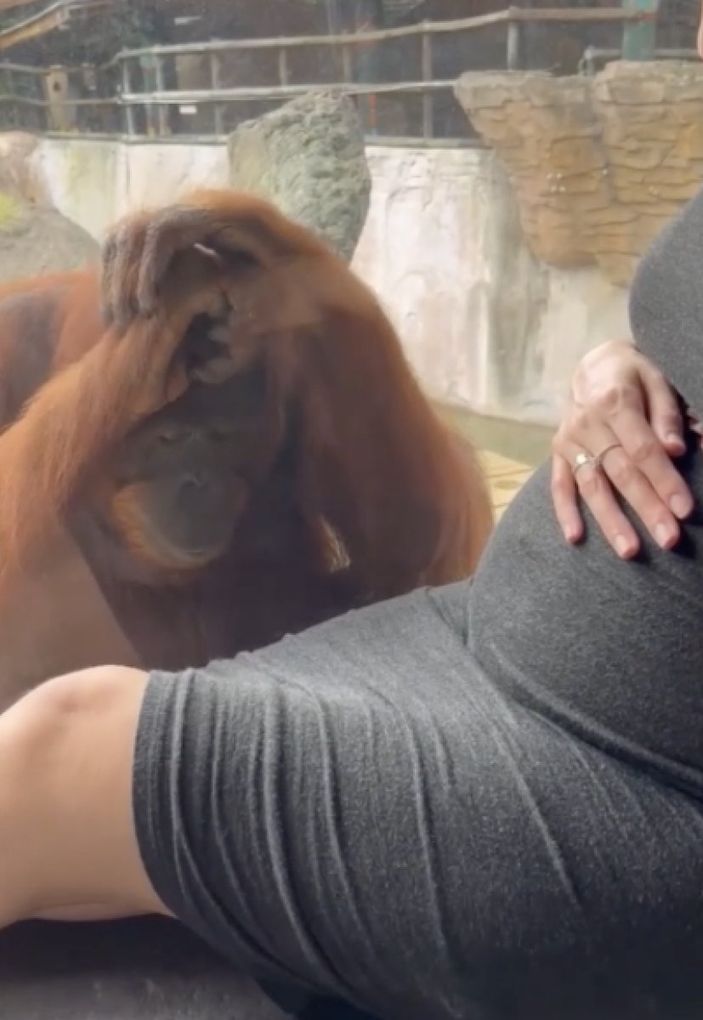 Kadının hamile karnını gören orangutanın tepkisi