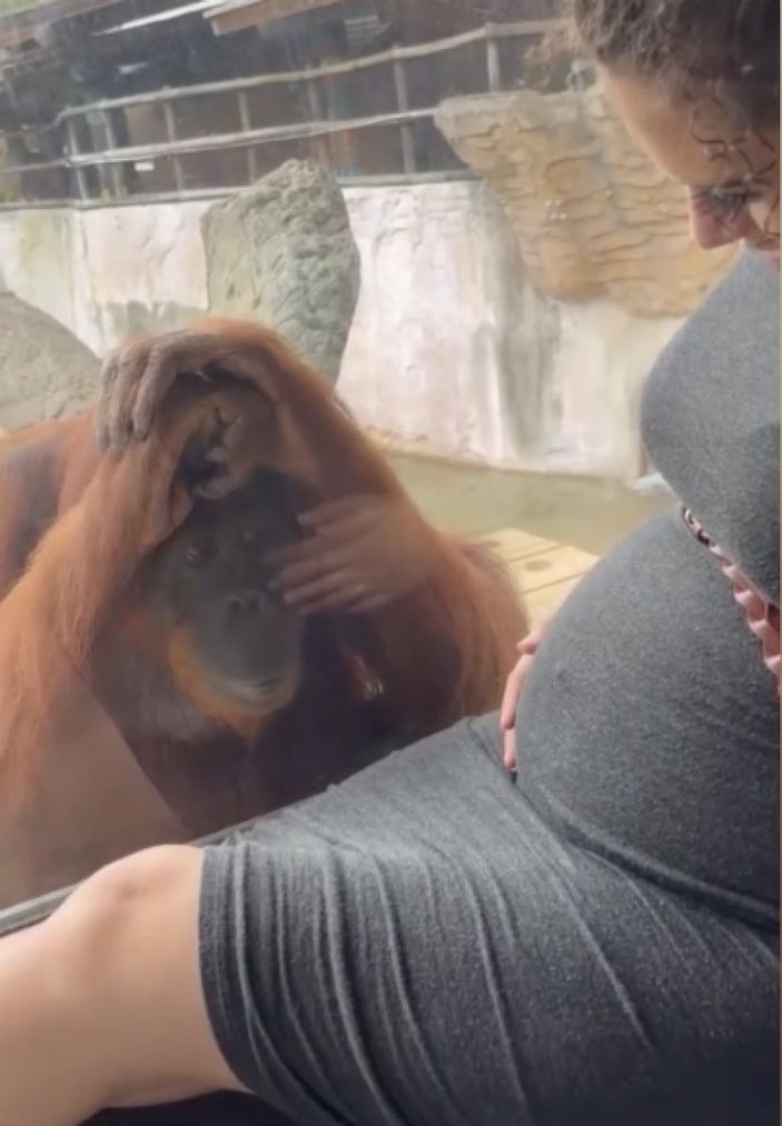 Kadının hamile karnını gören orangutanın tepkisi