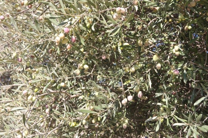 Mersin'de bin 300 yıllık zeytin ağacı 250 kilo ürün verdi