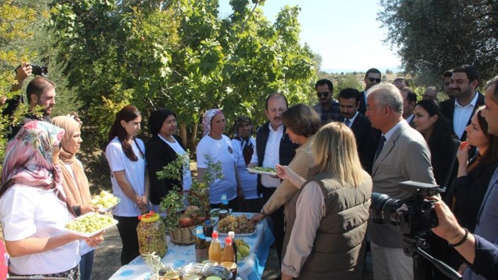 Mersin'de bin 300 yıllık zeytin ağacı 250 kilo ürün verdi